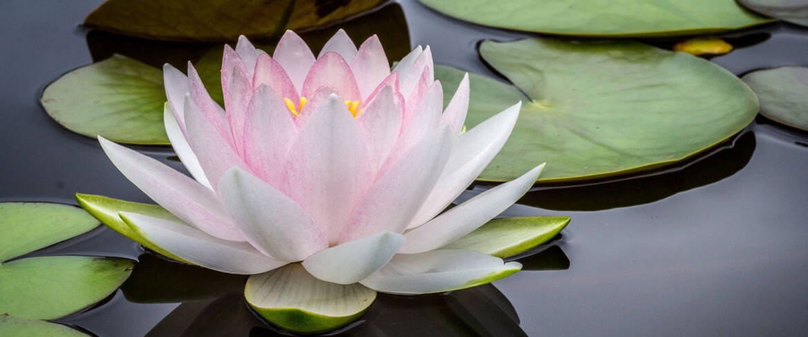 lily-pad-fpo.jpg