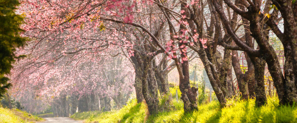 pink-trees-fpo.jpg