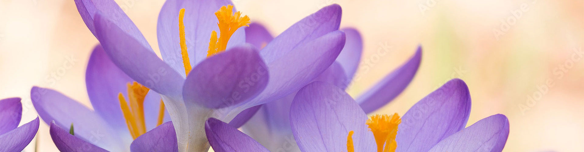 title-crocus-fpo