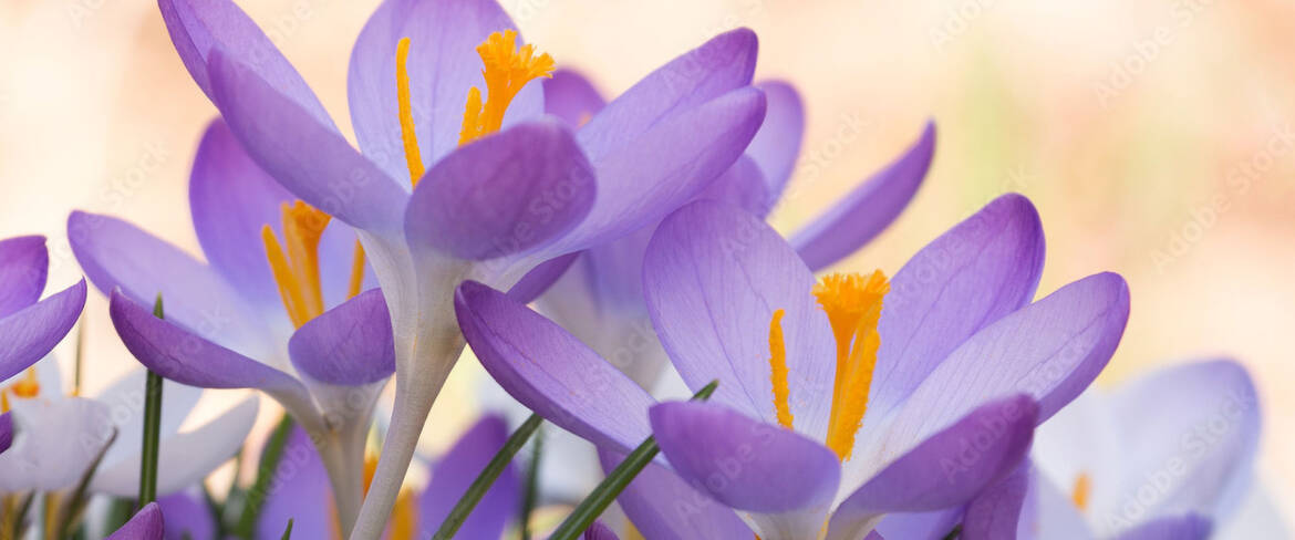 title-crocus-fpo.jpg